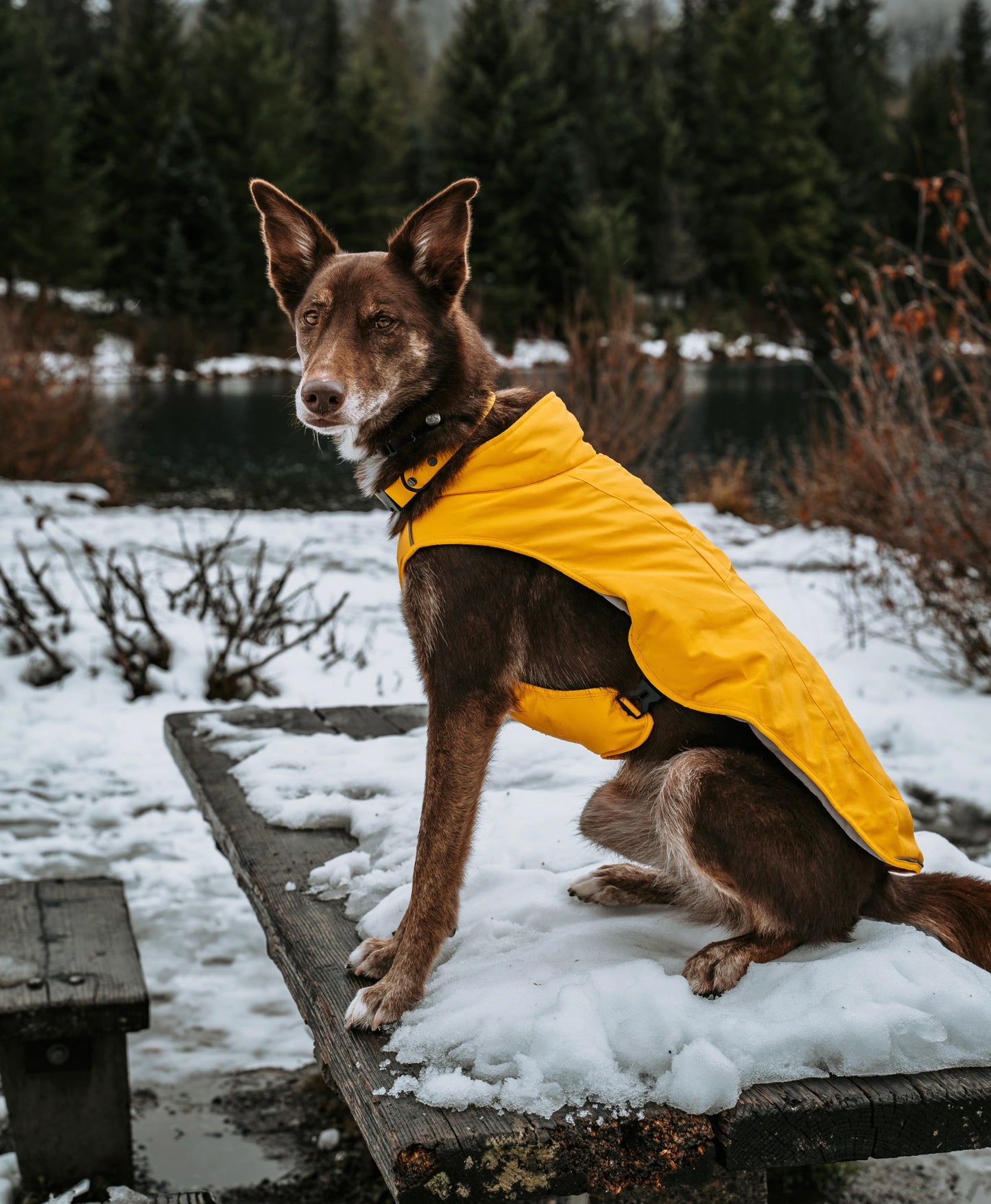 Koldpwoof Heated Padded Dog Vest